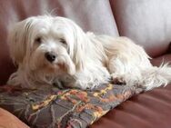 Lucky 💚sucht seine Familie - Kalkar