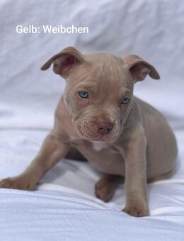 Pocket Bully Welpen - Swisttal