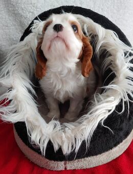 Cavalier King Charles Spaniel Welpen mit Ahnentafel - Taunusstein