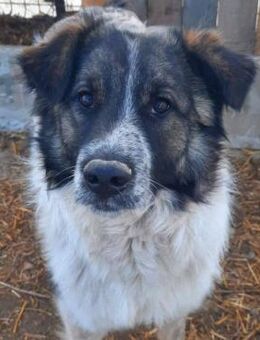 THEO 😍 sucht dich 💖 - Mylau