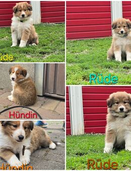 5 süße Collie Welpen - Mülverstedt
