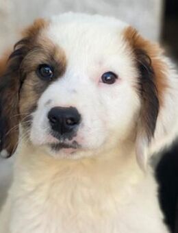 Fidi, geb. ca. 08/2025, GRIECHENLAND - Euskirchen