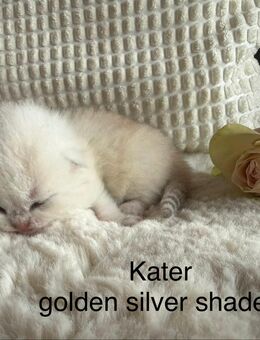 BKH Kitten - Stahlhofen (Wiesensee)