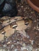 Boas abzugeben in 27257