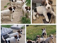 Jack Russell Terrier Welpen, reinrassig (3x Weibchen, 1x Rüde) - Kyritz