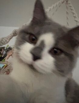 Suche ein liebevolles zu Hause - Chemnitz