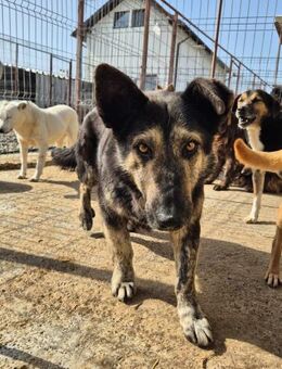Außergewöhnlicher Damian sucht Zuhause - Neuberg