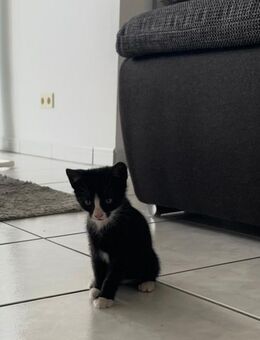 Kleinen Kater such neue zuhause - Öhringen