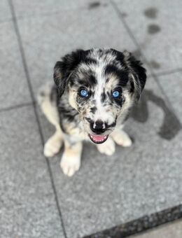 Australien Huskys - Essen