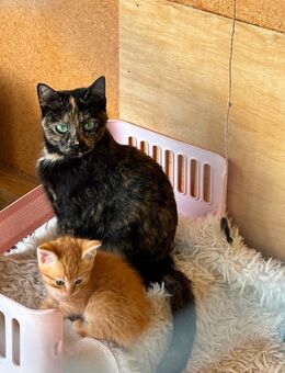 Katze 13 Wochen alt - Stadtoldendorf