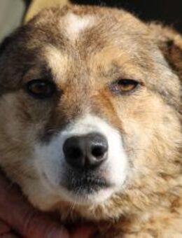 Khana - sehr kinderlieb u. verschmust - Lohra