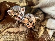 Reserviert ! 3 Wunderschöne Katzen Kitten zu Verkaufen - Perl