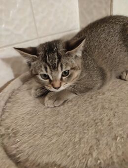 Kater kitten Auszugsbereit - Saarbrücken