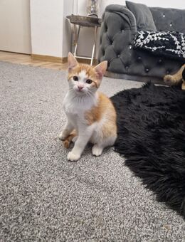 1 kitten Kater abzugeben - Breuberg
