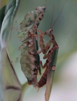 Creobroter gemmatus, Gottesanbeterin - Aachen