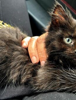 Norweger-Ekhmix Kitten - Lippstadt