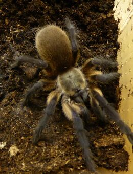 Monocentropus balfouri 3er Gruppe 3,5cm KL - Köln