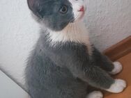 BKH Kitten Blue White - Aachen