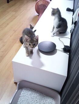 Kätzchen - Geislingen