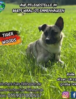 TIGER WOODS - charmant und lebenslustig - Waakirchen