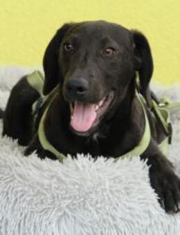 Relino möchte sein Herz verschenken... - Hagen (Stadt der FernUniversität)