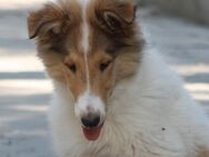 Colliewelpe Rüde, amerik. Linie sucht tolles neues Zuhause - Aarbergen