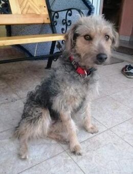 Betti von kettenlos - Bollingstedt