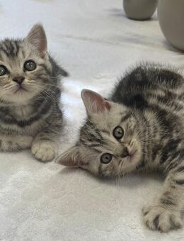 Bezaubernde bkh Kitten black silver tabby classic mit Papiere, absolut exklusiv - Bad Staffelstein
