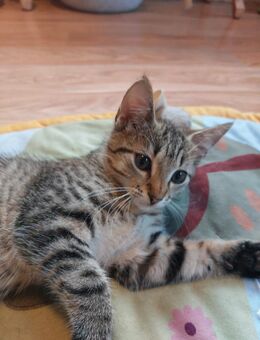 Katzenbabys Kitten - Milower Land