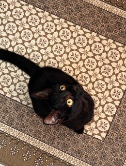 Katze sucht liebevolles Zuhause - Gelsenkirchen Bulmke-Hüllen