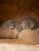 Bkh Kitten Köln in 51063