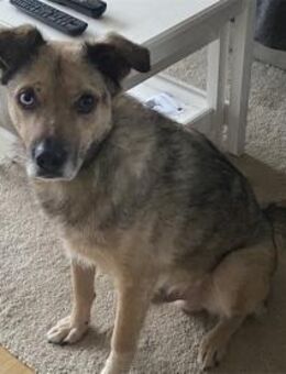 Spencer wartet in 56379 Oberwies - Oberwies