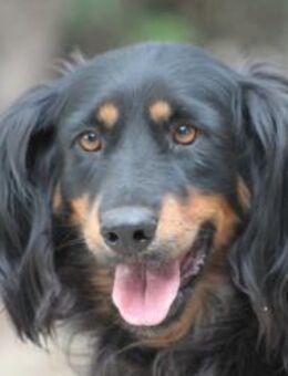 Serena - schüchtern und sehr freundlich - Lohmar