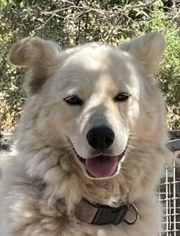 MICOL - sie braucht viel Zeit - Dänischenhagen