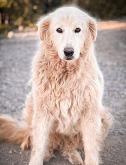 Karma wartet seit 8 Jahren - Hardthausen (Kocher)