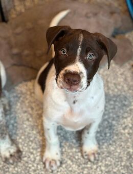 Mischlingswelpen - Doggenmix - Breitengüßbach