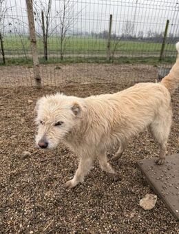 Bianca sucht ihr Zuhause (C) - Ludwigshafen (Rhein)