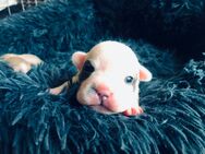 2 Französische Bulldogge Welpe Hündin - Neukirch (Lausitz)