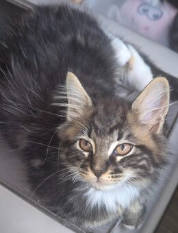 Maine-coon Mix - Nettetal