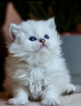 BLH weibliche kitten zum abgeben - Berlin