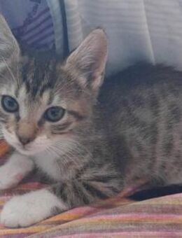 Leo sucht dringend ein Zuhause - Lenzen (Elbe) Zentrum