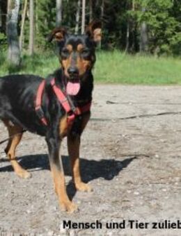 Kora sehr lieb sucht ihr Glück - Berlin