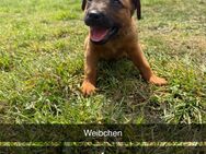 Schäferhund Mix 1Rüde und 2 weiblichen - Bremerhaven