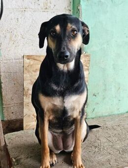 Esmi❤️sucht ein Zuhause voller Liebe - Rott (Inn)