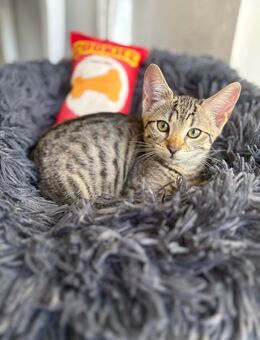TKH/Bengal Kitten suchen ein Zuhause - Krempe