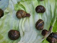 10 braun gefleckte Weinbergschnecken - cornu aspersum - Remscheid