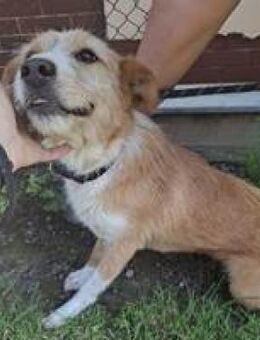 Lizzy niedliche kleine Hündin - Hüllhorst