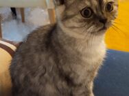 Katzen - Neu Ulm