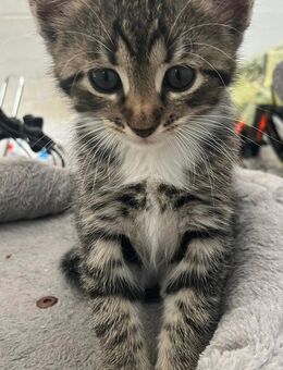 Kitten Baby Katze darf umziehen - Ratingen