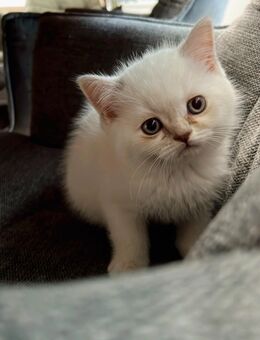 BKH Kitten sucht neues Zuhause - Montabaur